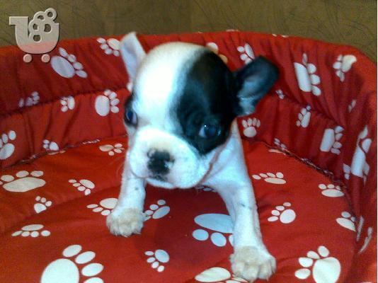 Γαλλικο μπουλντογκ – 400 euro